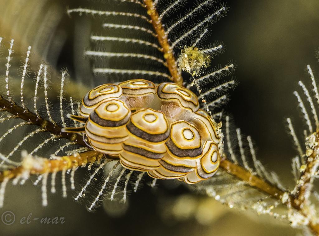 Kubu Indah Dive & Spa Resort Tulamben Zewnętrze zdjęcie